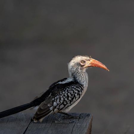 Ndzhaka Tented Camp Заповедник Маньелети Экстерьер фото