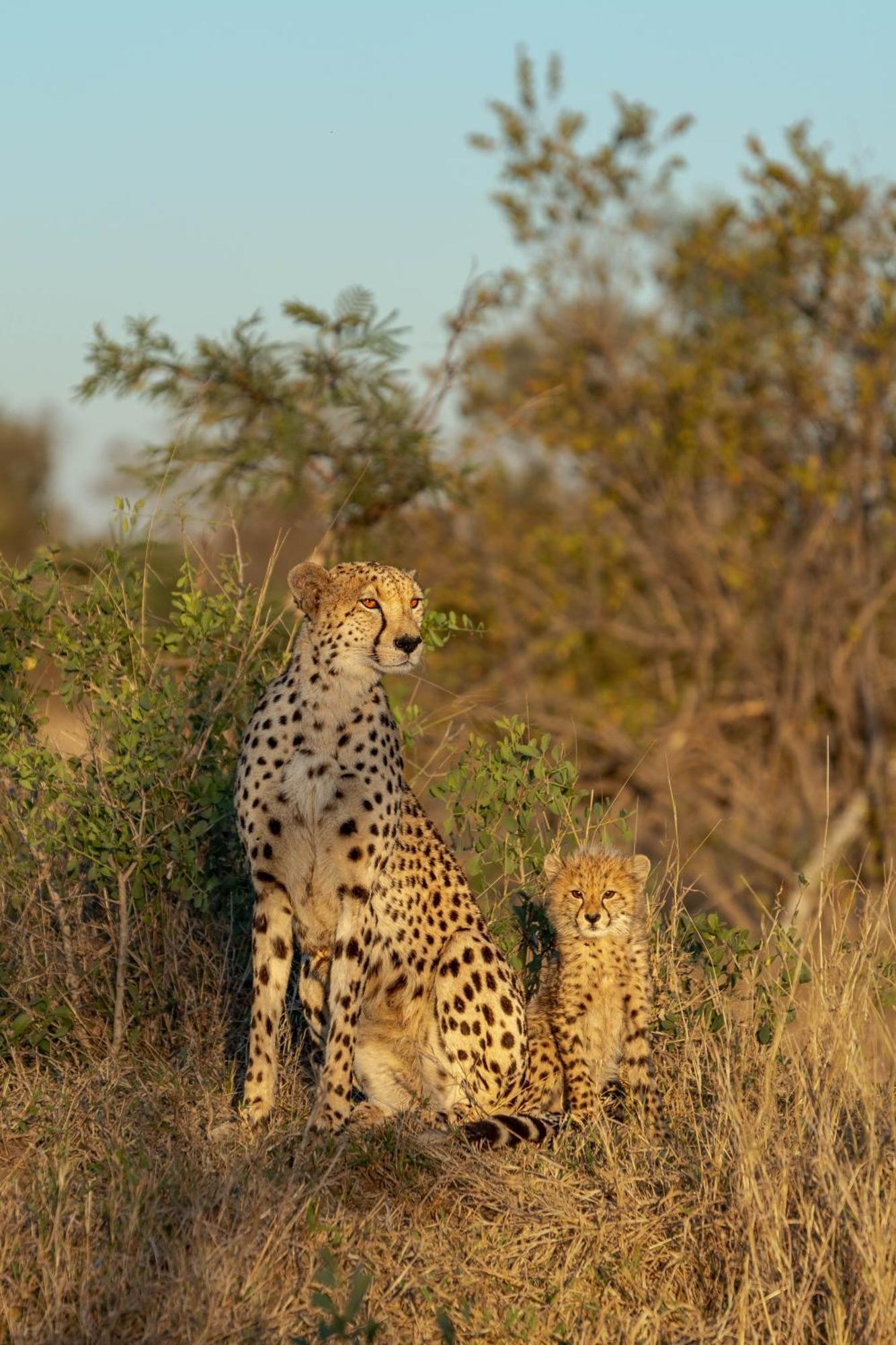 Ndzhaka Tented Camp Заповедник Маньелети Экстерьер фото