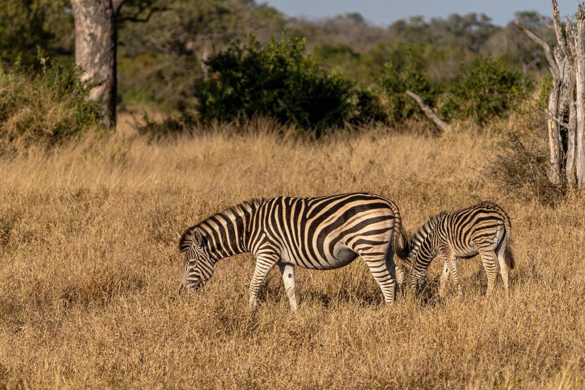 Ndzhaka Tented Camp Заповедник Маньелети Экстерьер фото